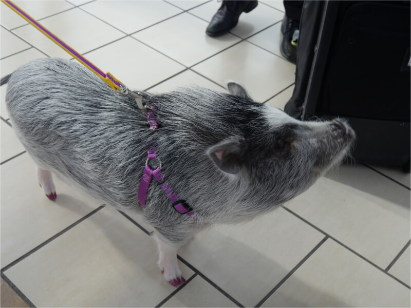 Emotional Support Pig on a Leash