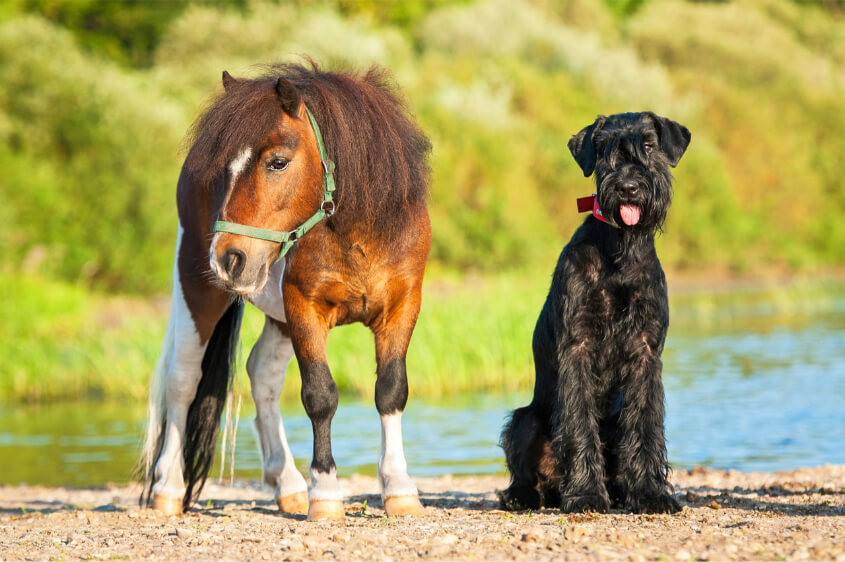 Service Animals - Minature Horse & Dog