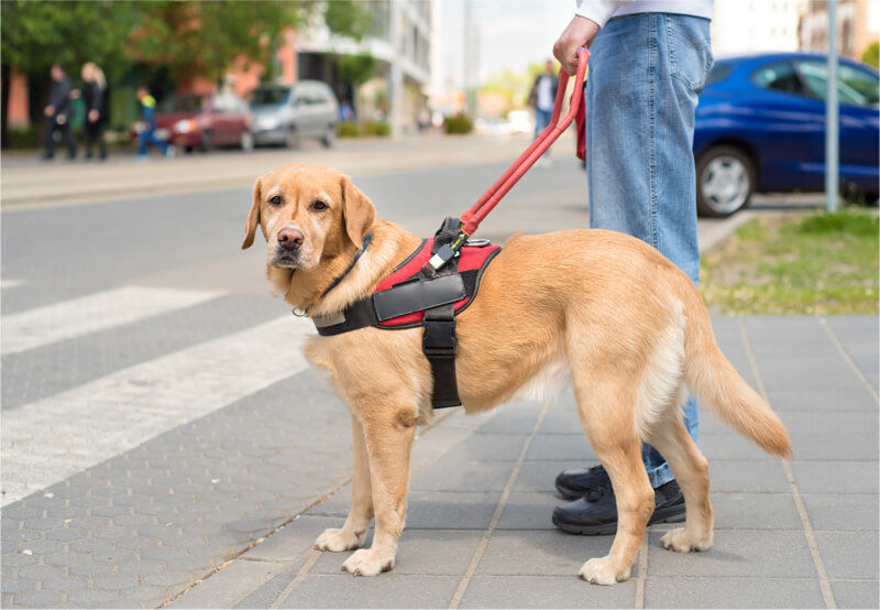 Service Dog on a Leash Leading a Blind Person