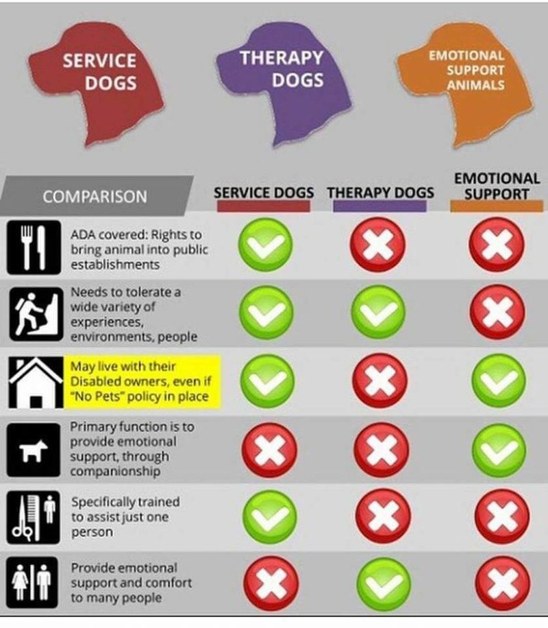 Service Dog vs. Therapy Dog vs. Emotional Support Animals